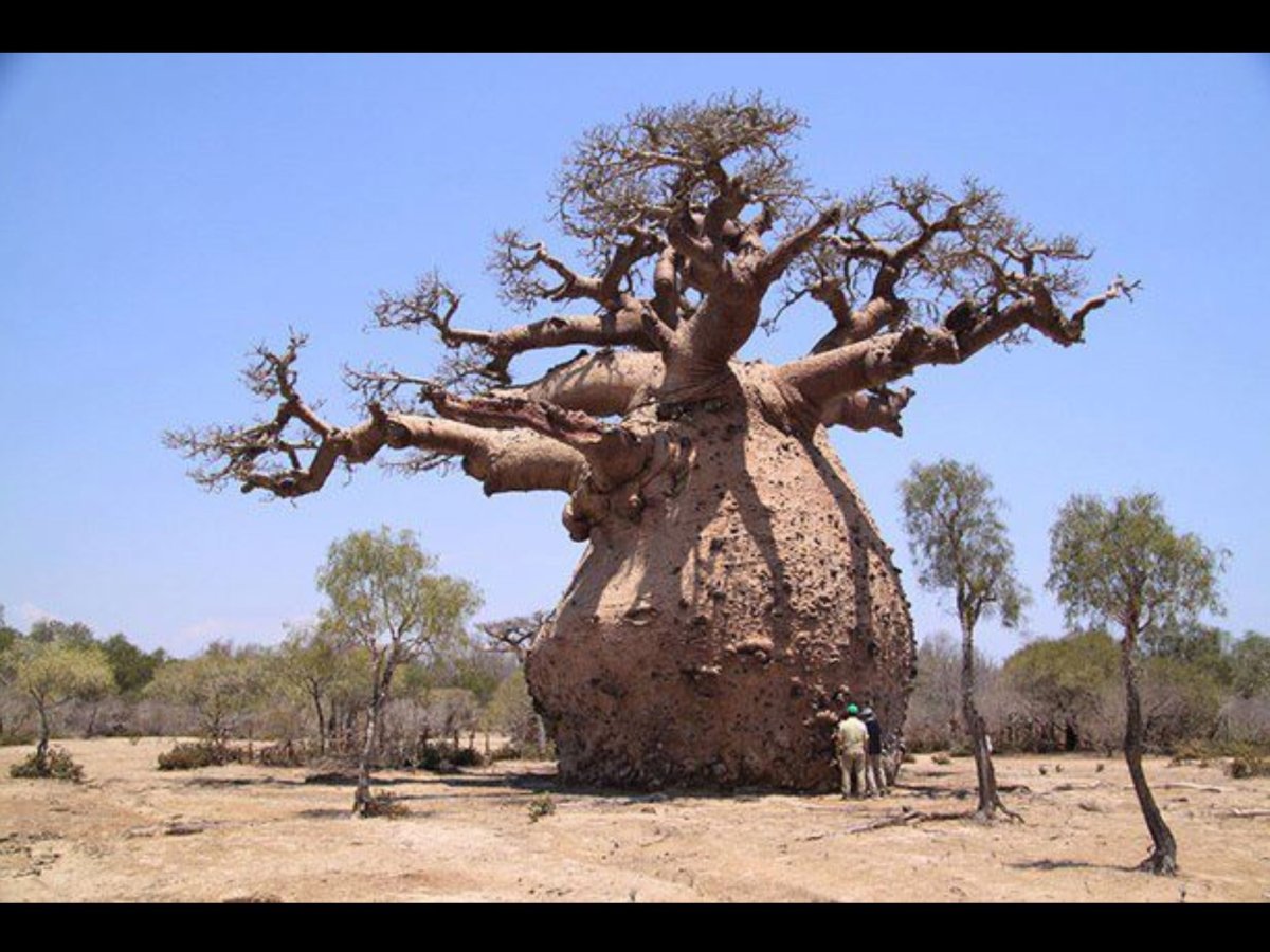 Баобаб (Адансония пальчатая