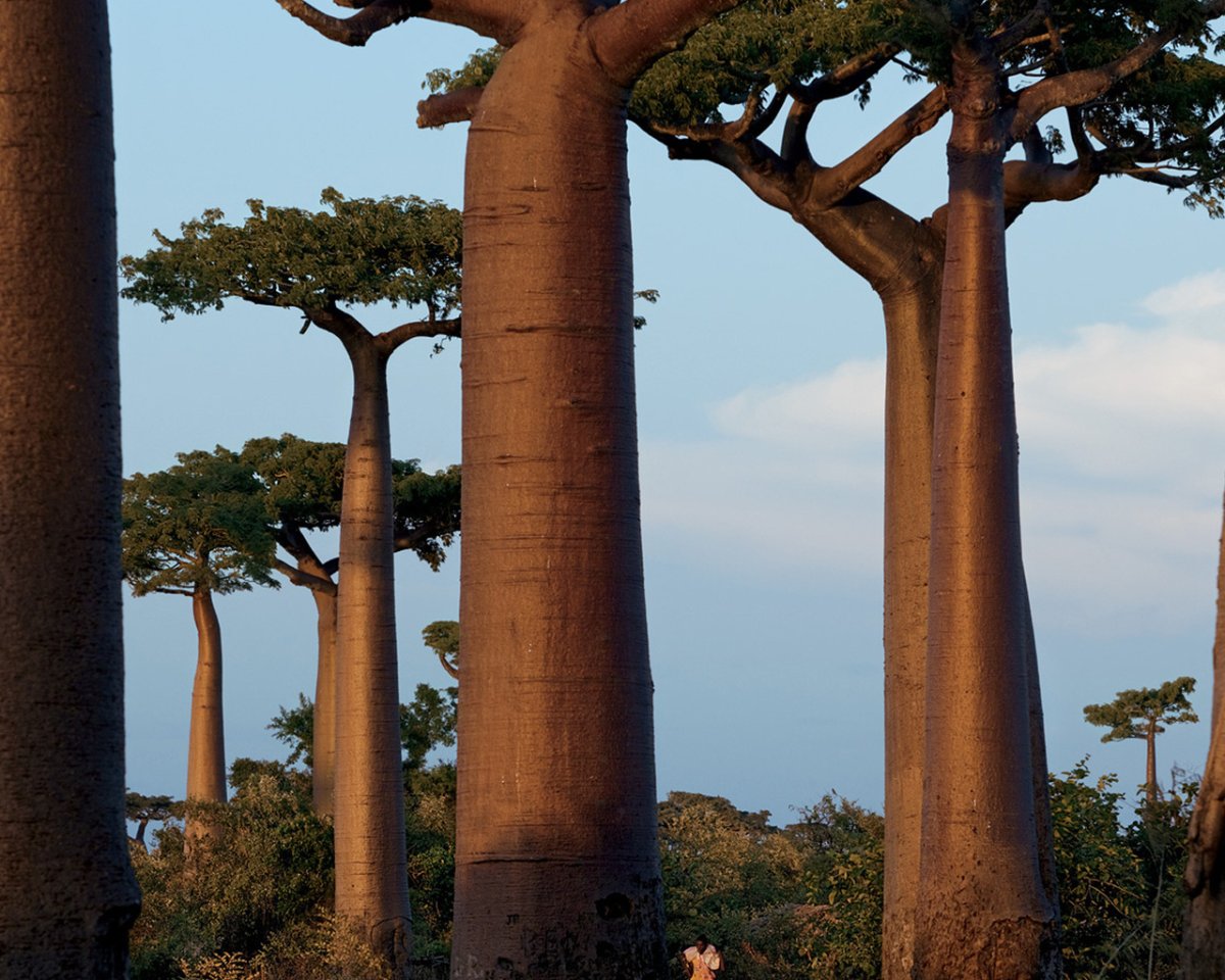 Баобаб бутылочное дерево