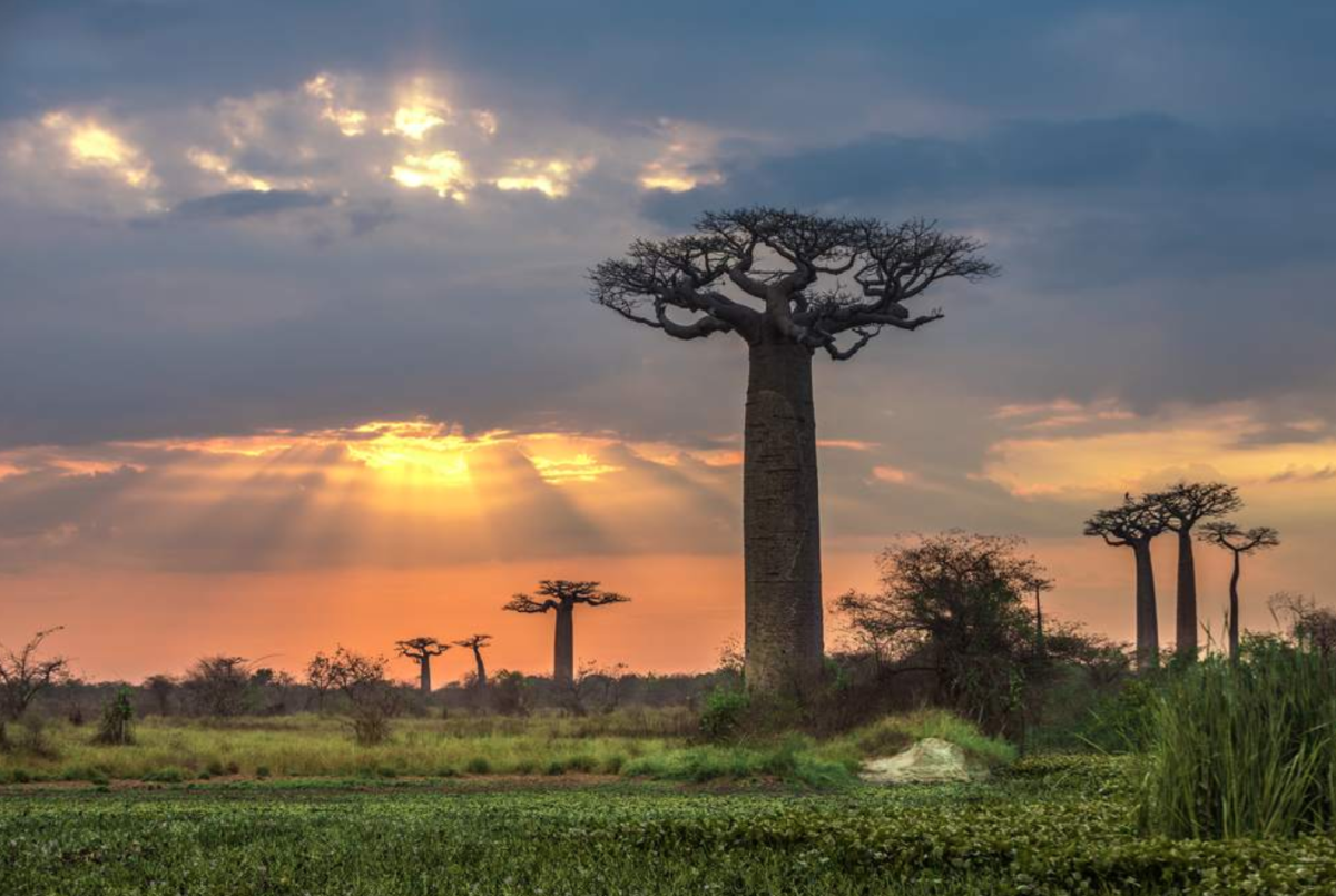 Африка остров Мадагаскар