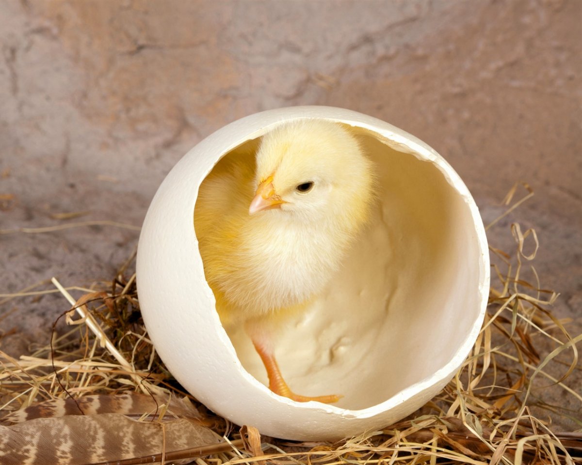 Цыпленок в яйце раскраска