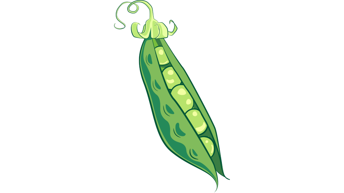 Стручок гороха рисунок