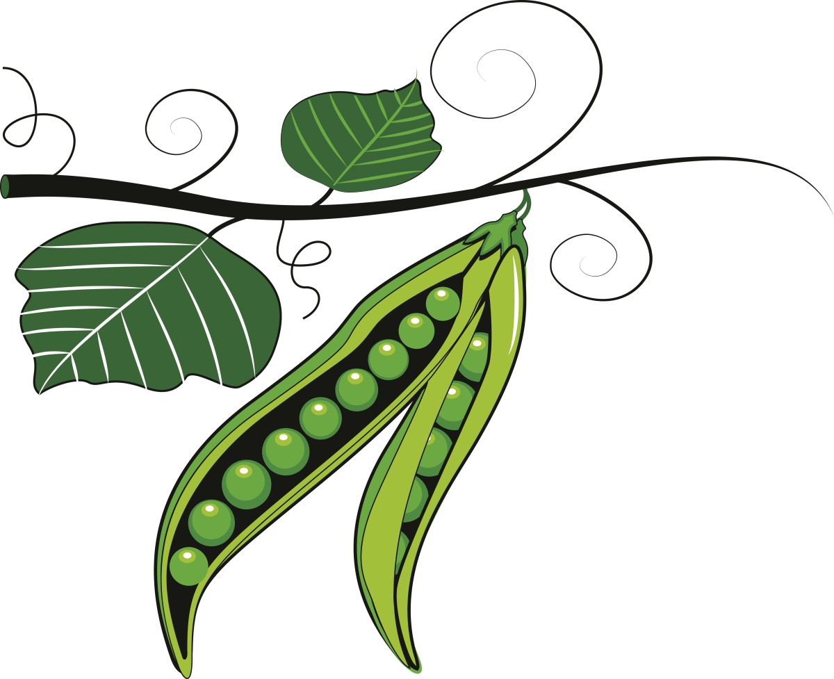 Зеленый горошек вектор