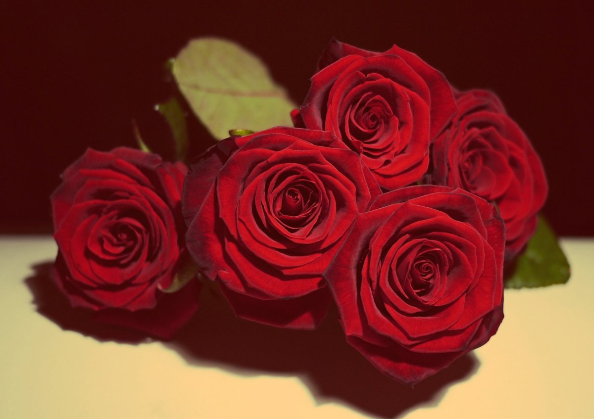 Букет «бордовая роза»