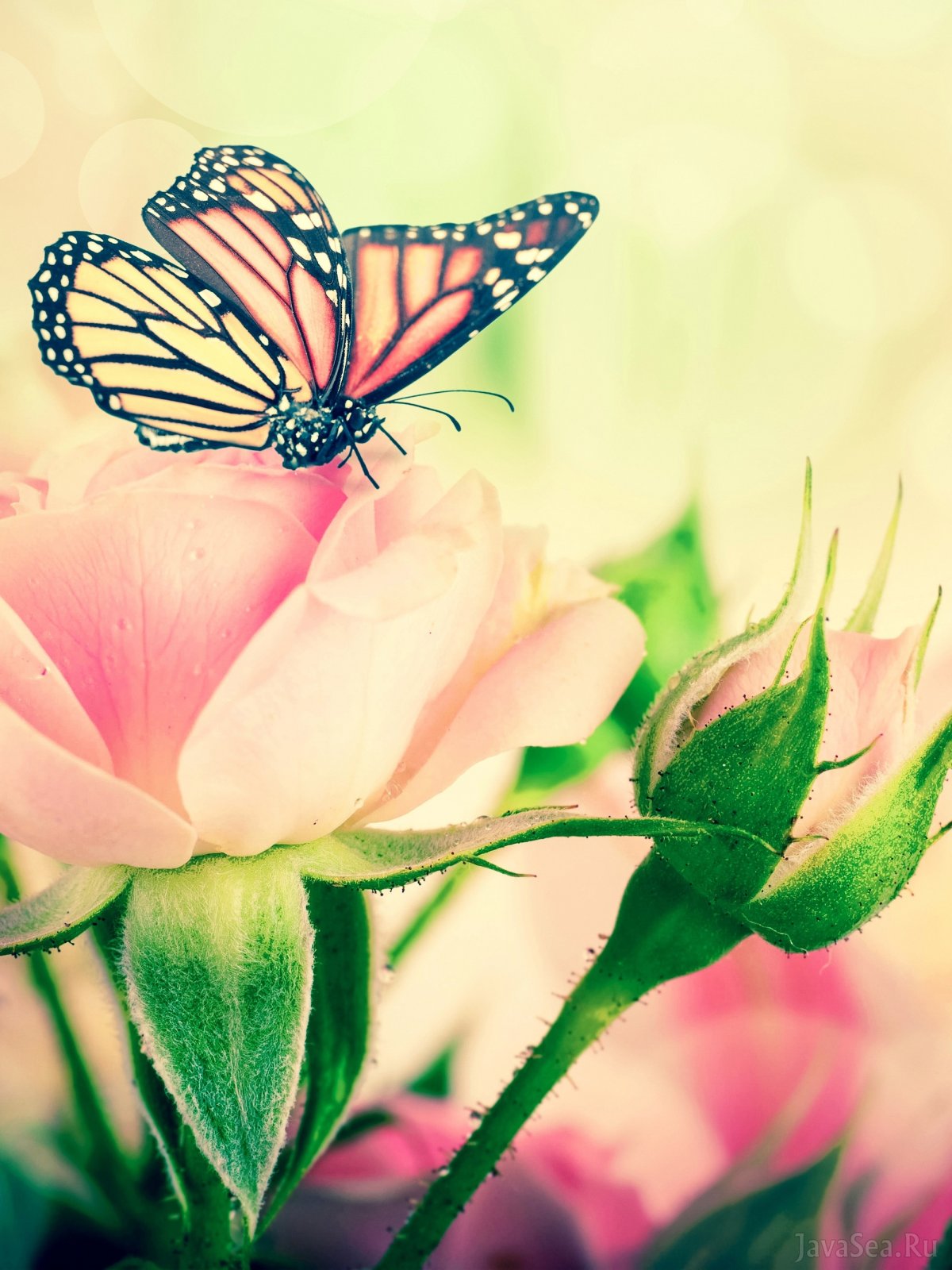 Цветы розы бабочками