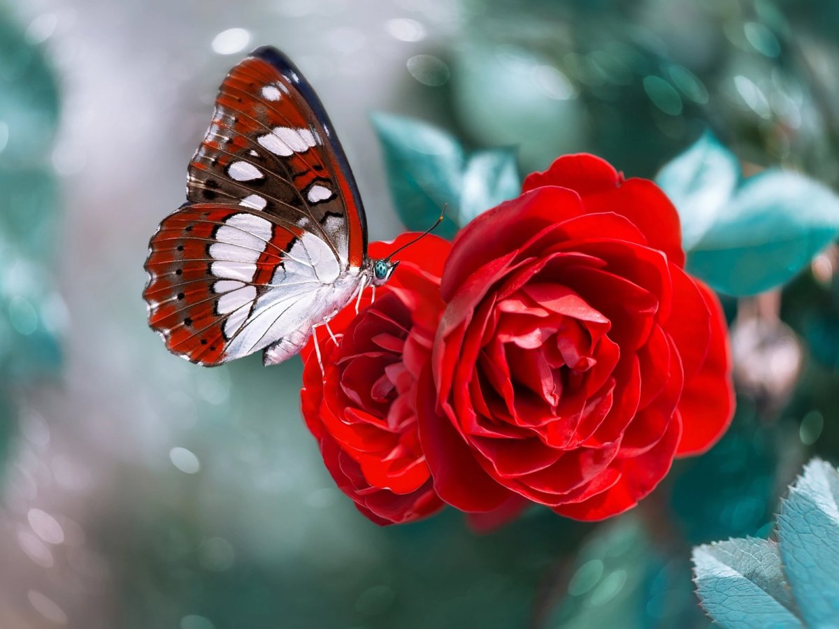 Яркие бабочки