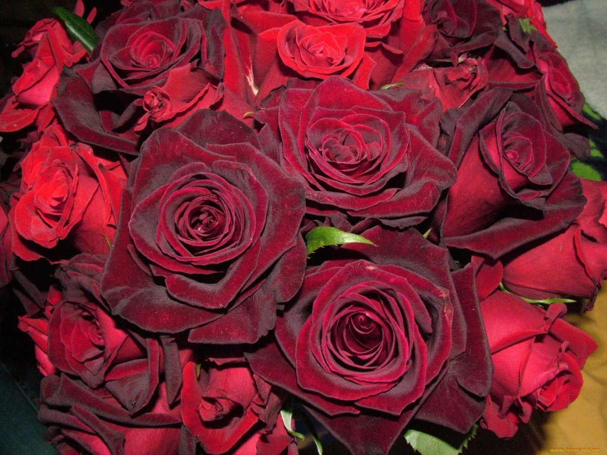 Букет "бархатные розы"