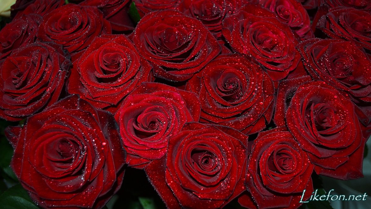 Роза бордовая