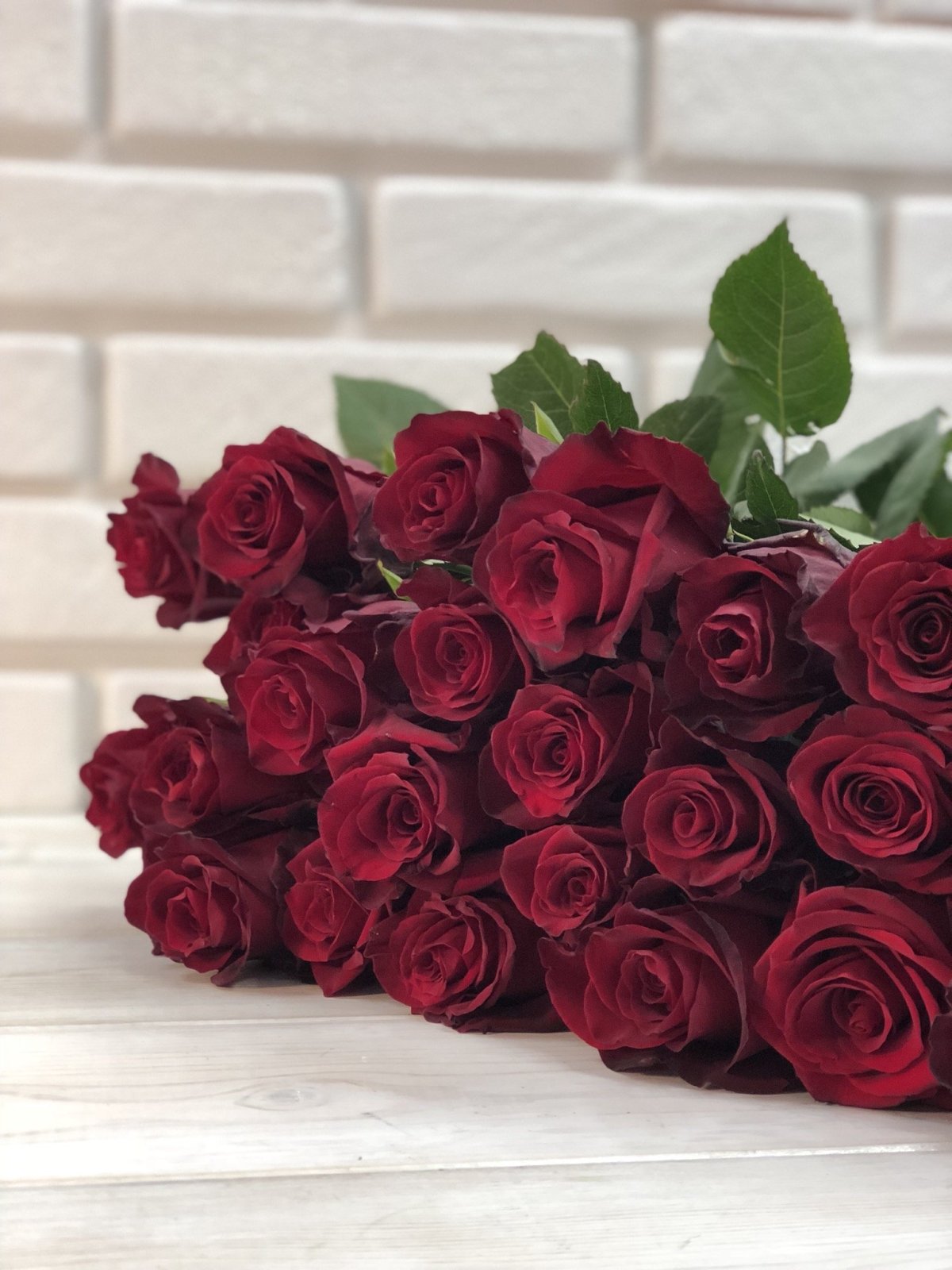 Роза эксплорер бордо