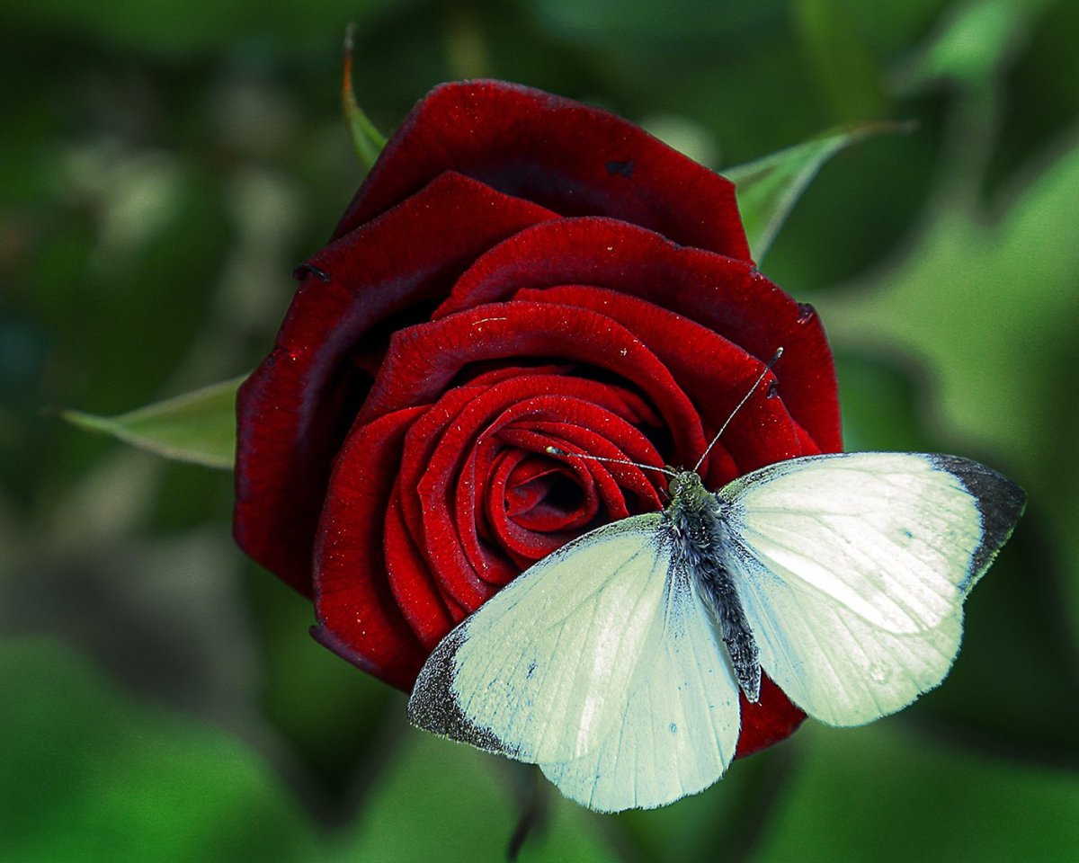 Бело красная бабочка