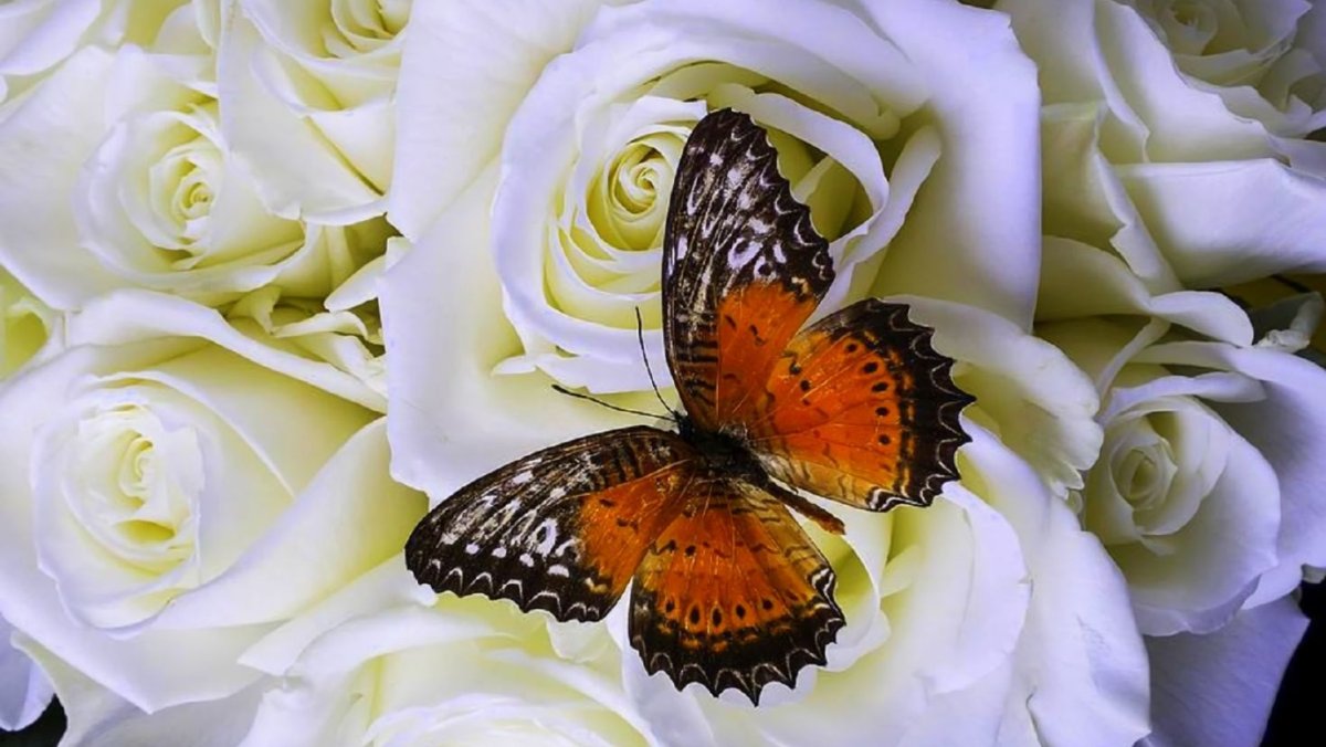 Красивые белые розочки и бабочка