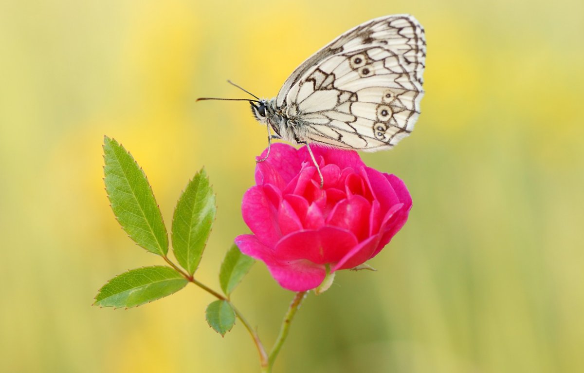Красивые картинки бабочек и цветов