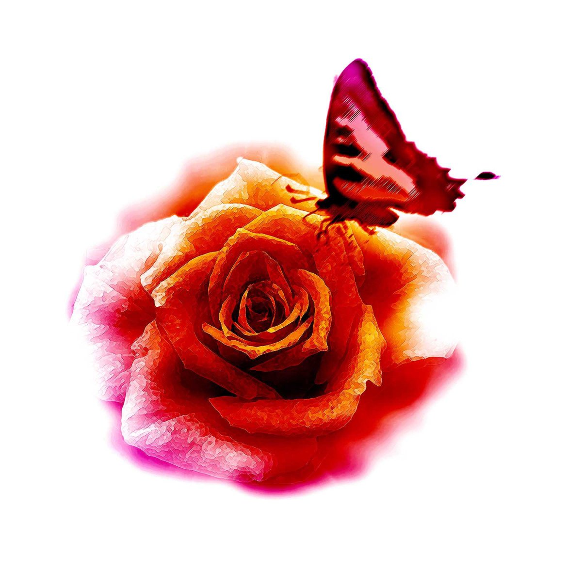 Роза и бабочка