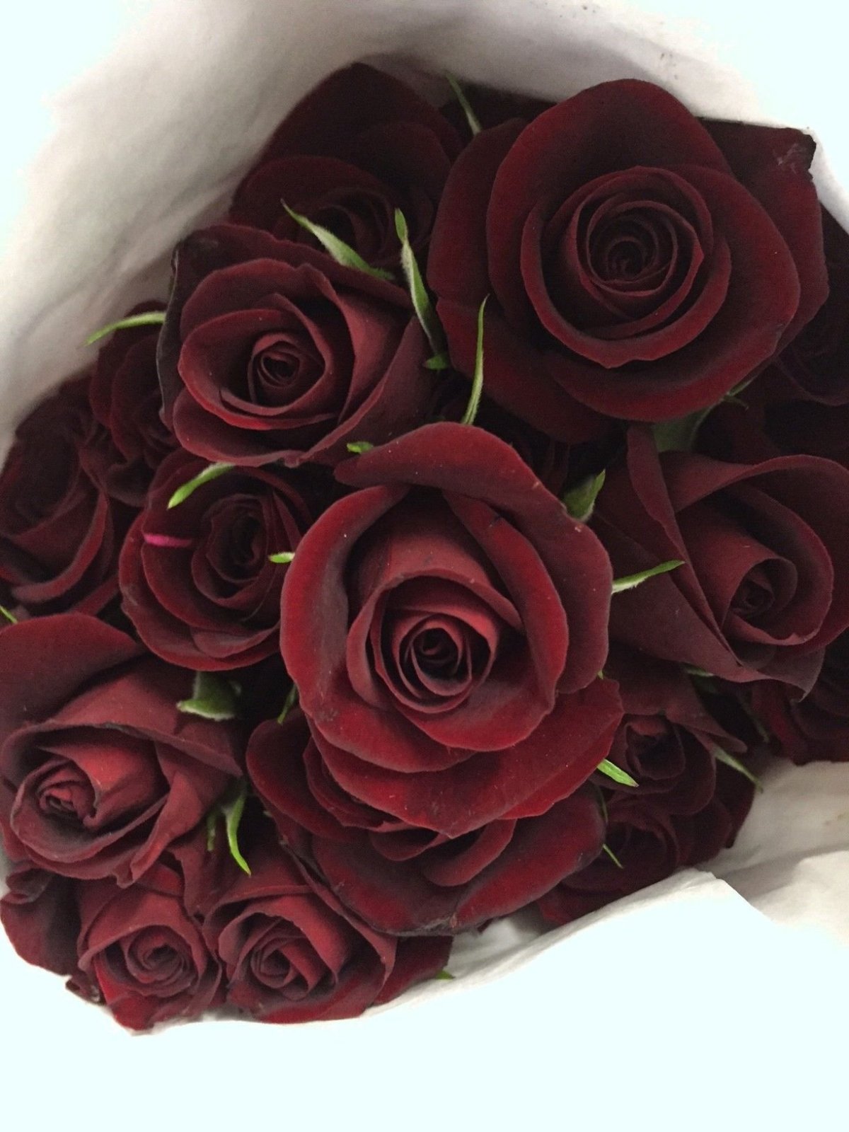 Бордовая роза Эквадор