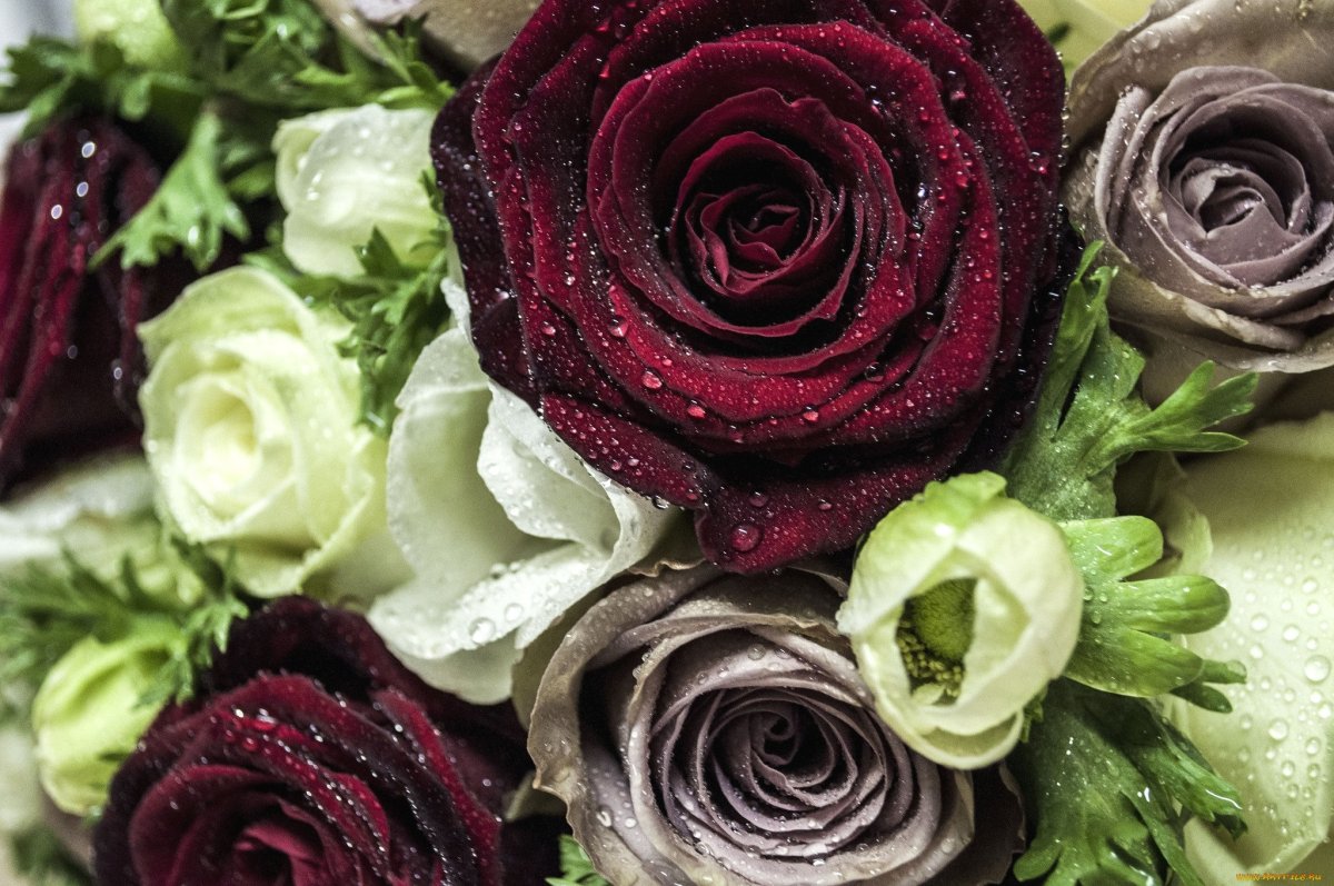 Розы бордовые бархатные букет