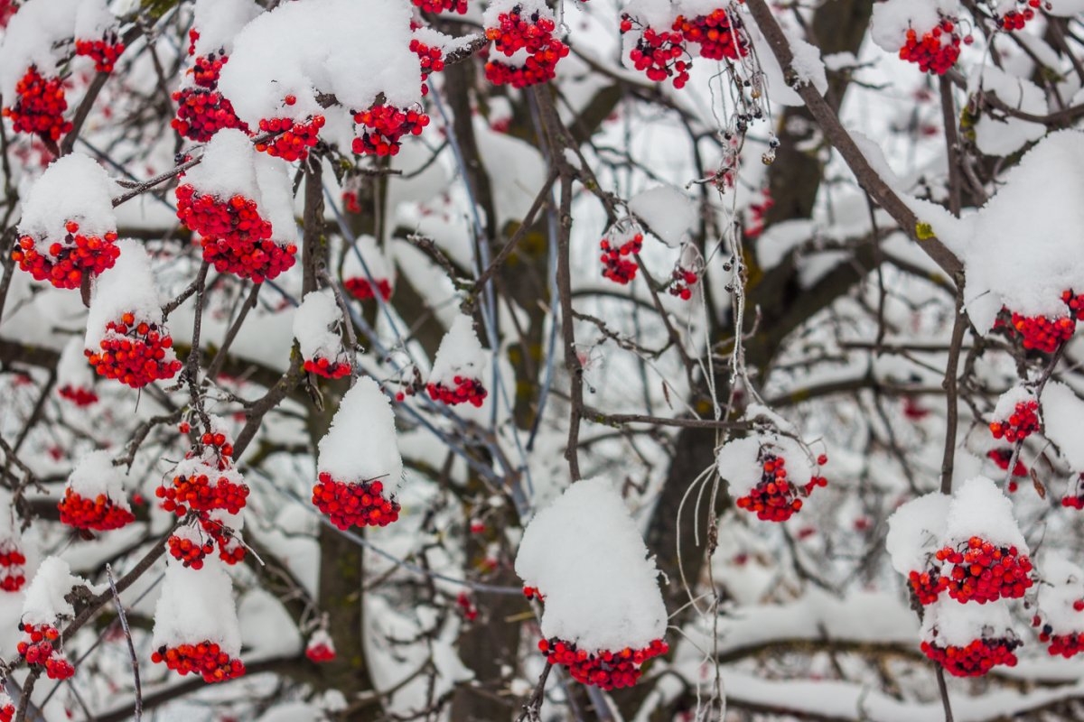 Рябина обыкновенная зима