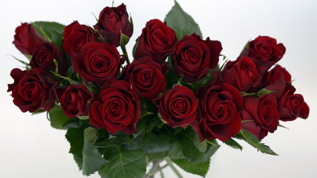 Роза флорибунда Валентина