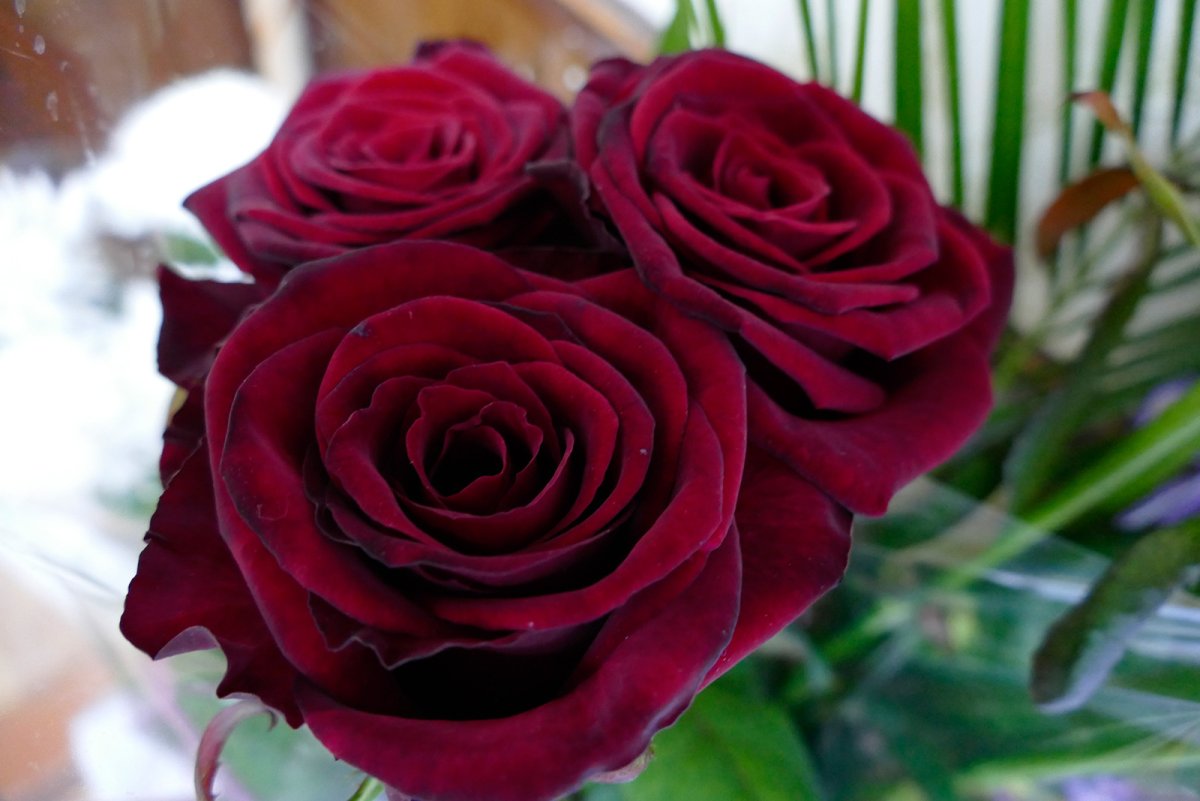 Роза одноголовая бордовая