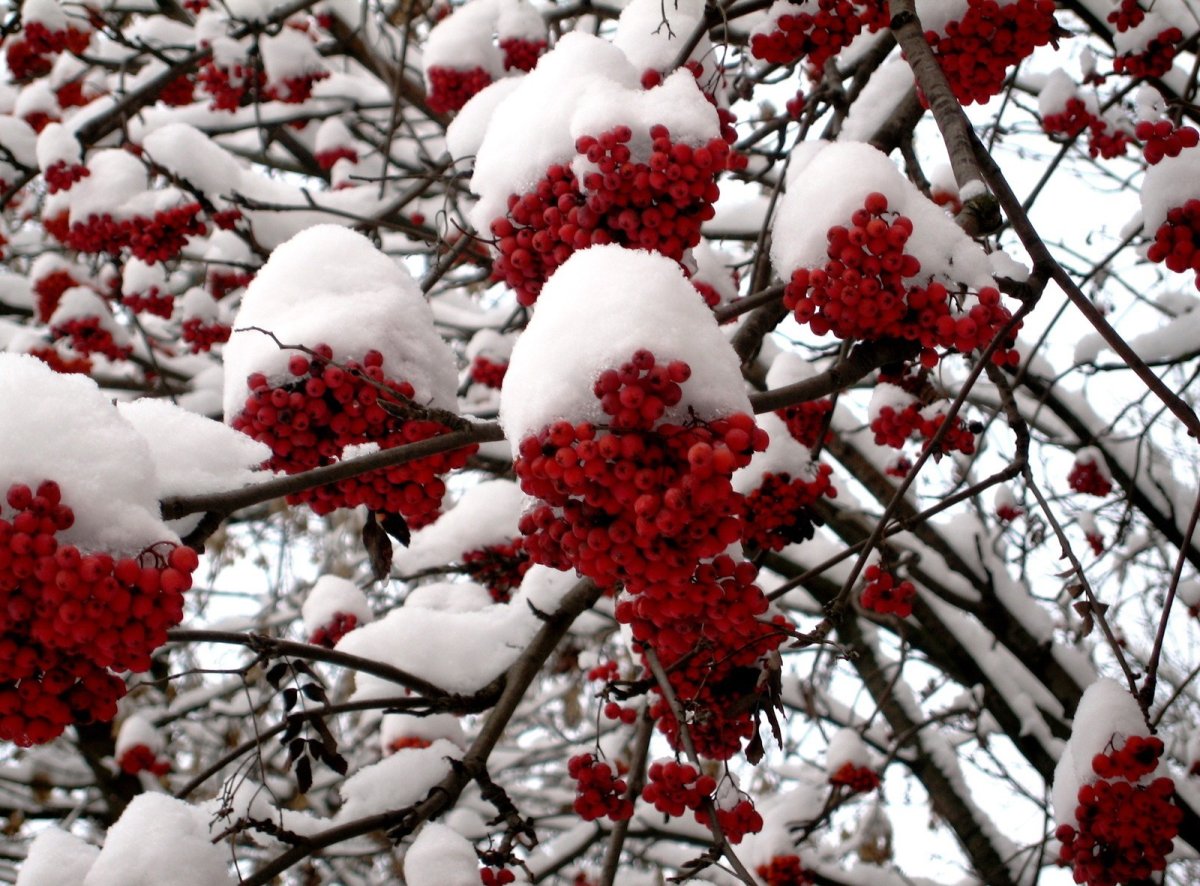 Рябина обыкновенная зима