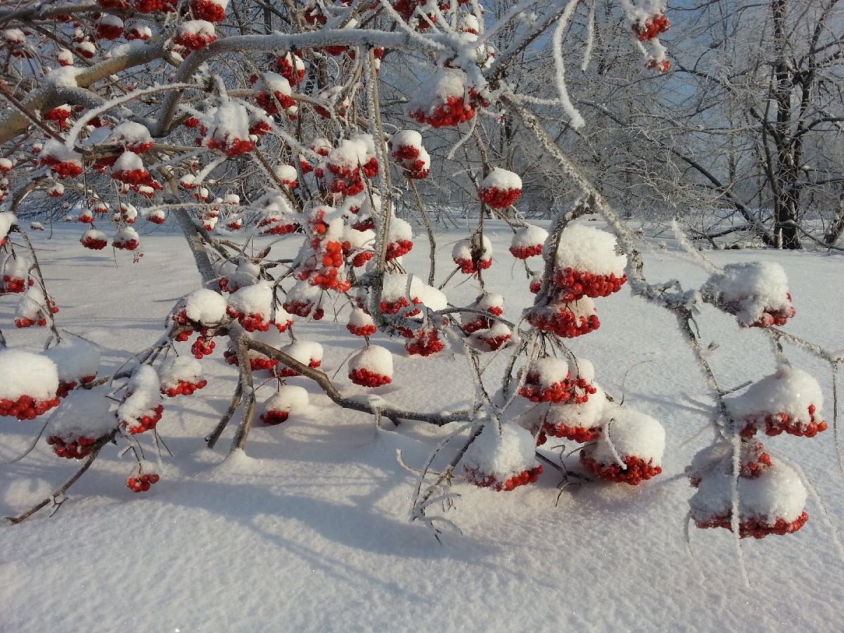 Рябина в зимнем лесу