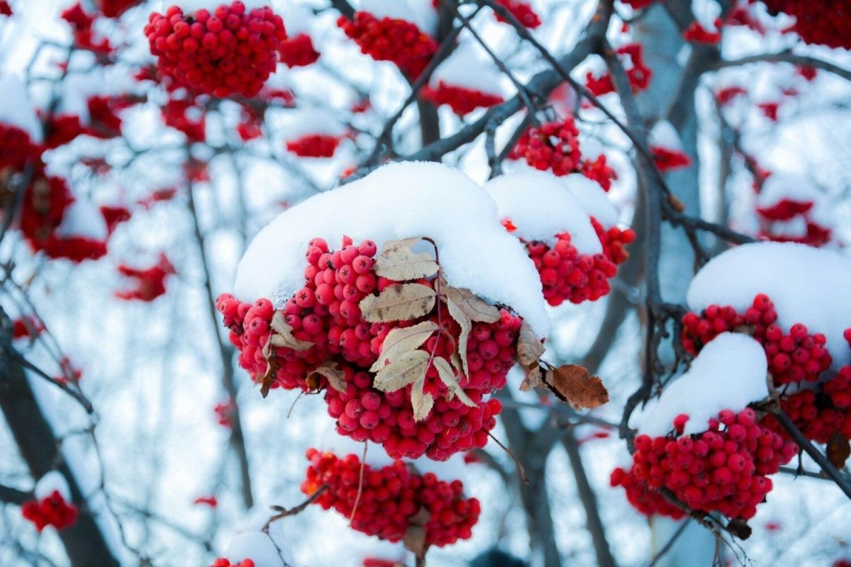 Рябина обыкновенная зимой