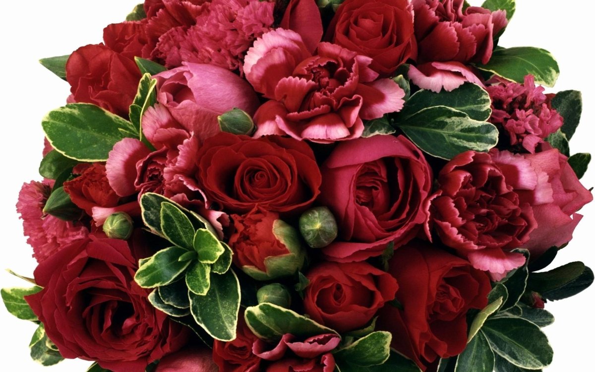 Роза кустовая Maroon