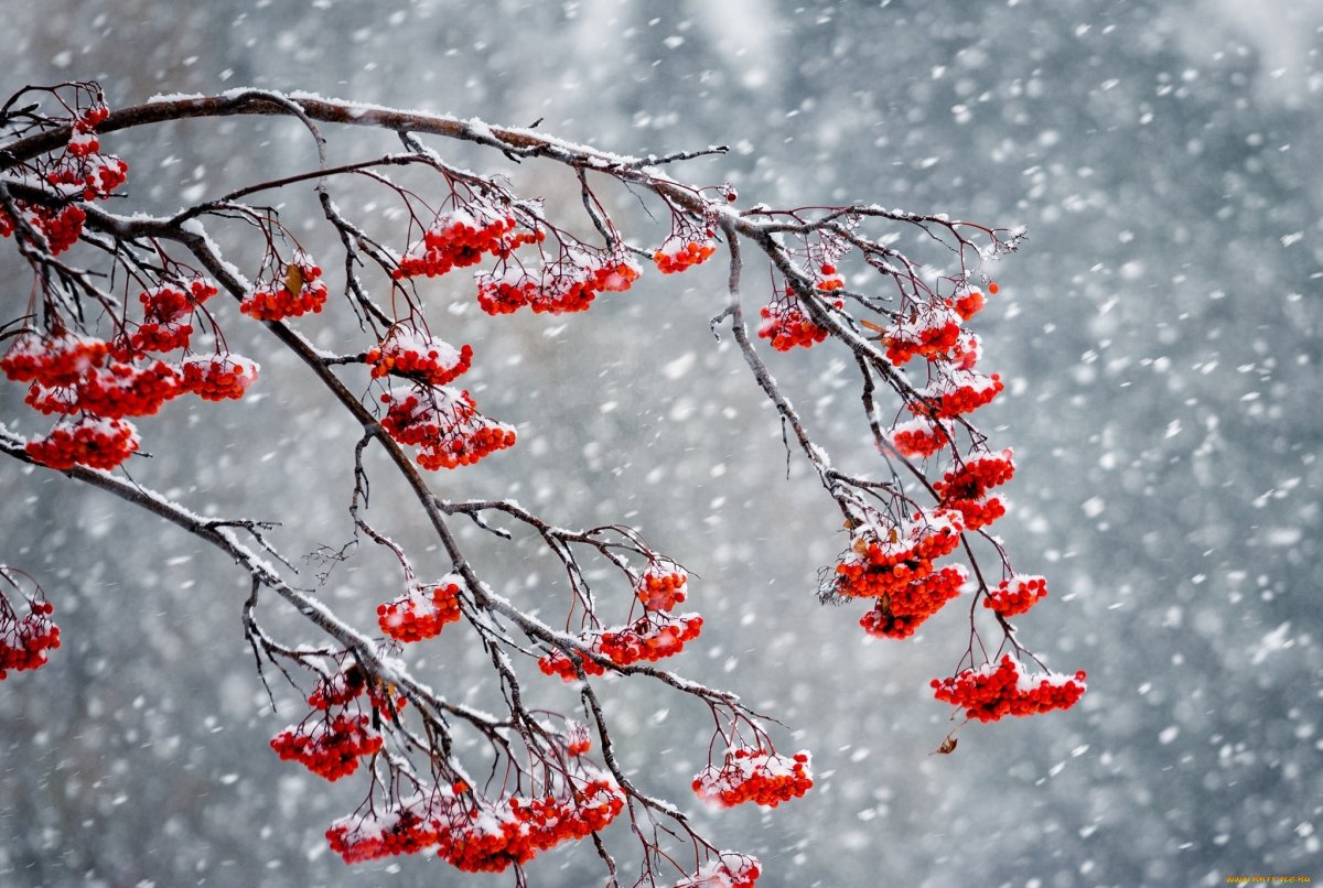 Ветка рябины в снегу
