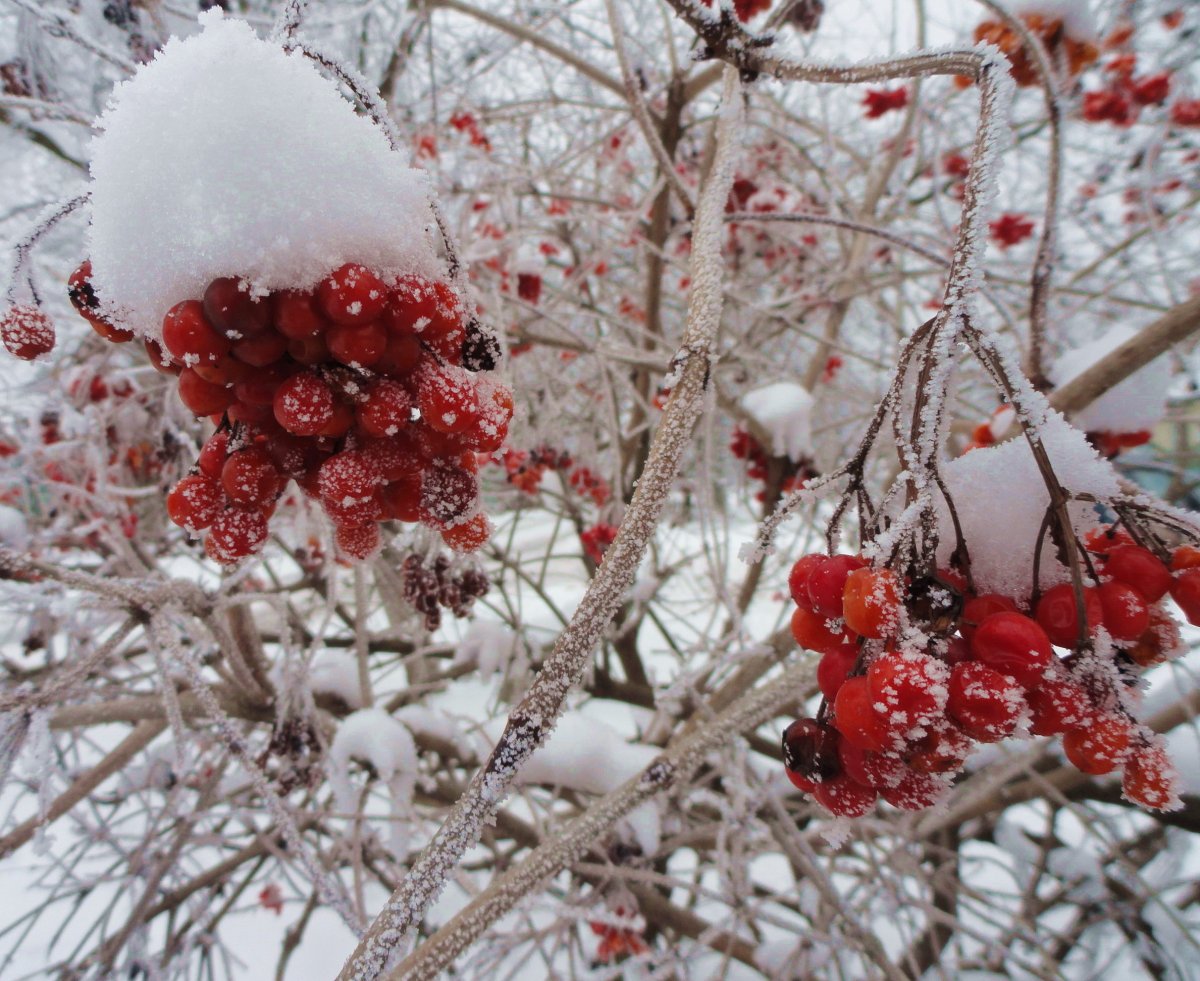 Калина рябина боярышник