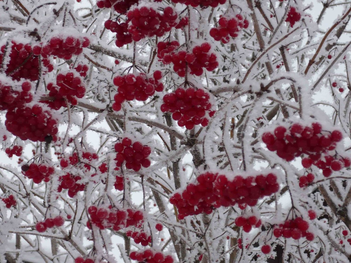 Калина обыкновенная зимой куст