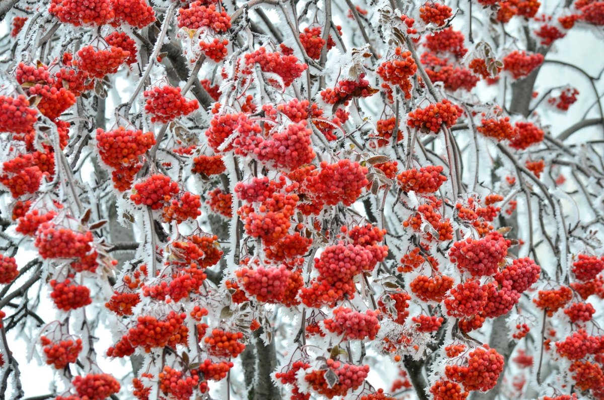 Рябина Гранатная осенью