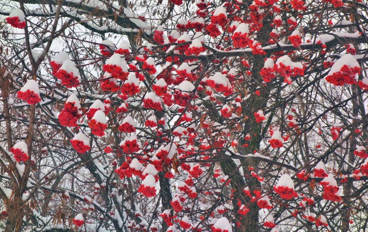 Дерево рябина зимой