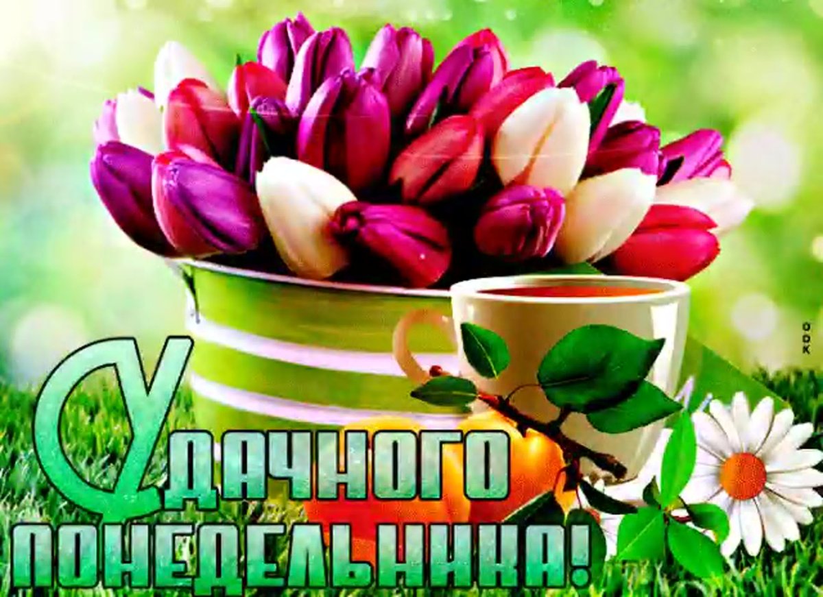 Доброго понедельника тюльпаны