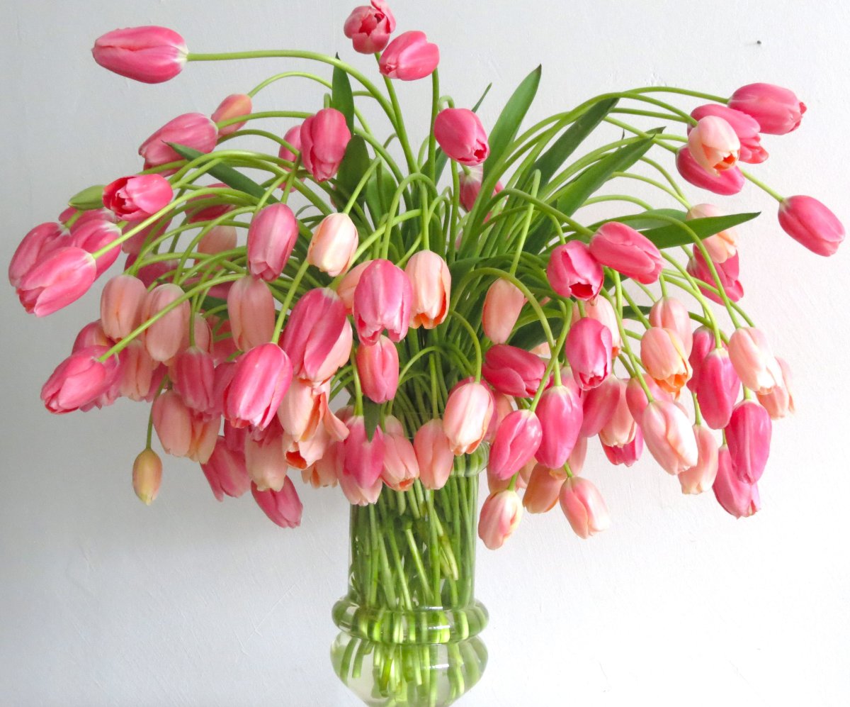 Хорошего настроения тюльпаны