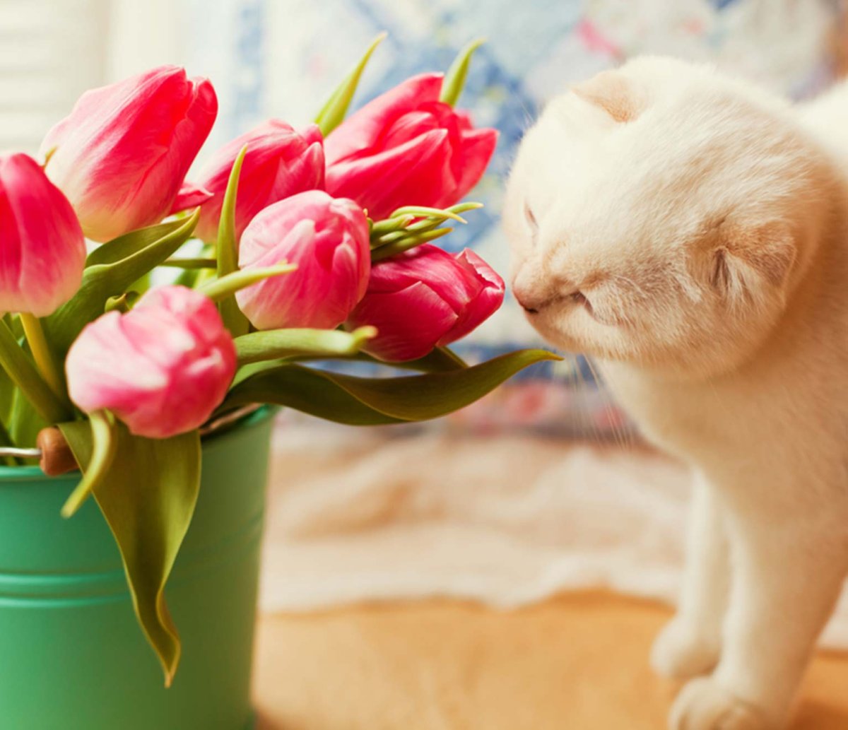 Котенок с тюльпанами