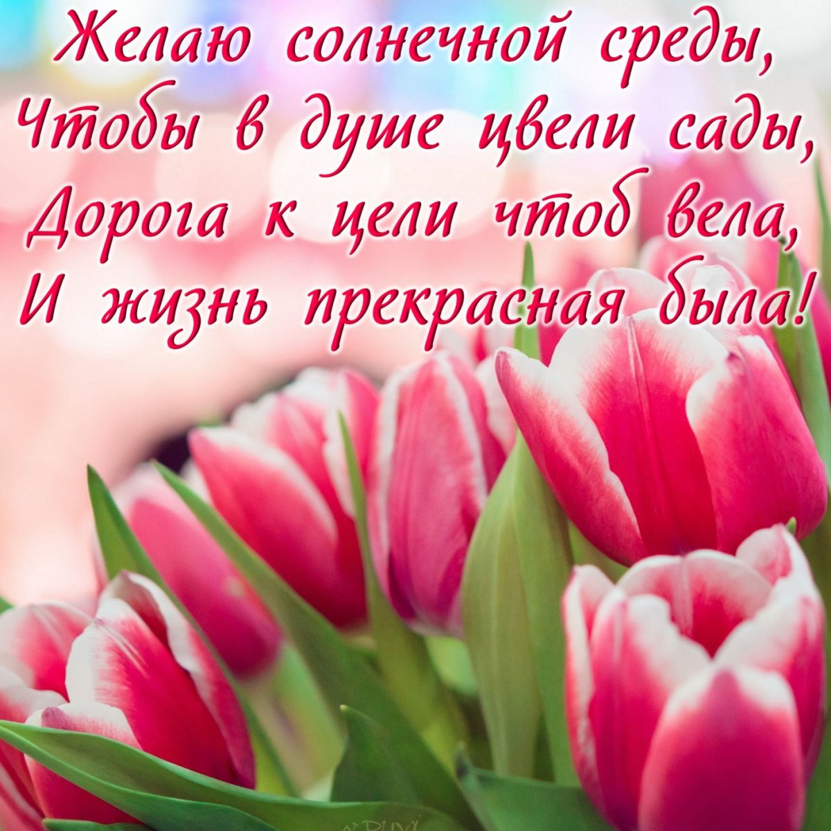 Весна тюльпаны