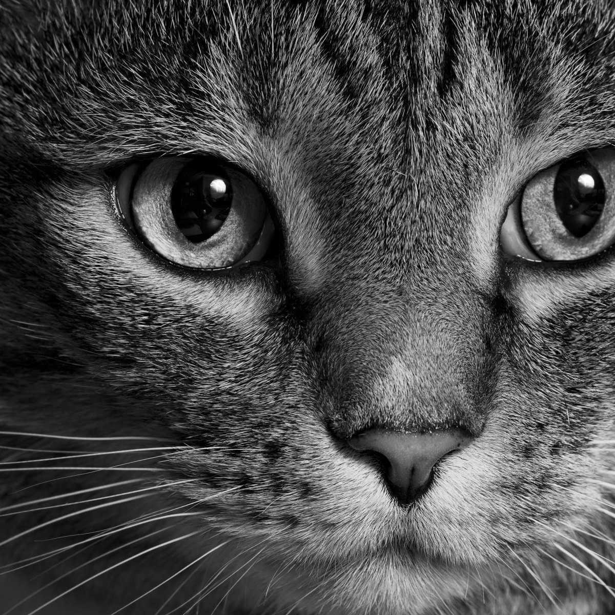 Квадратные картинки