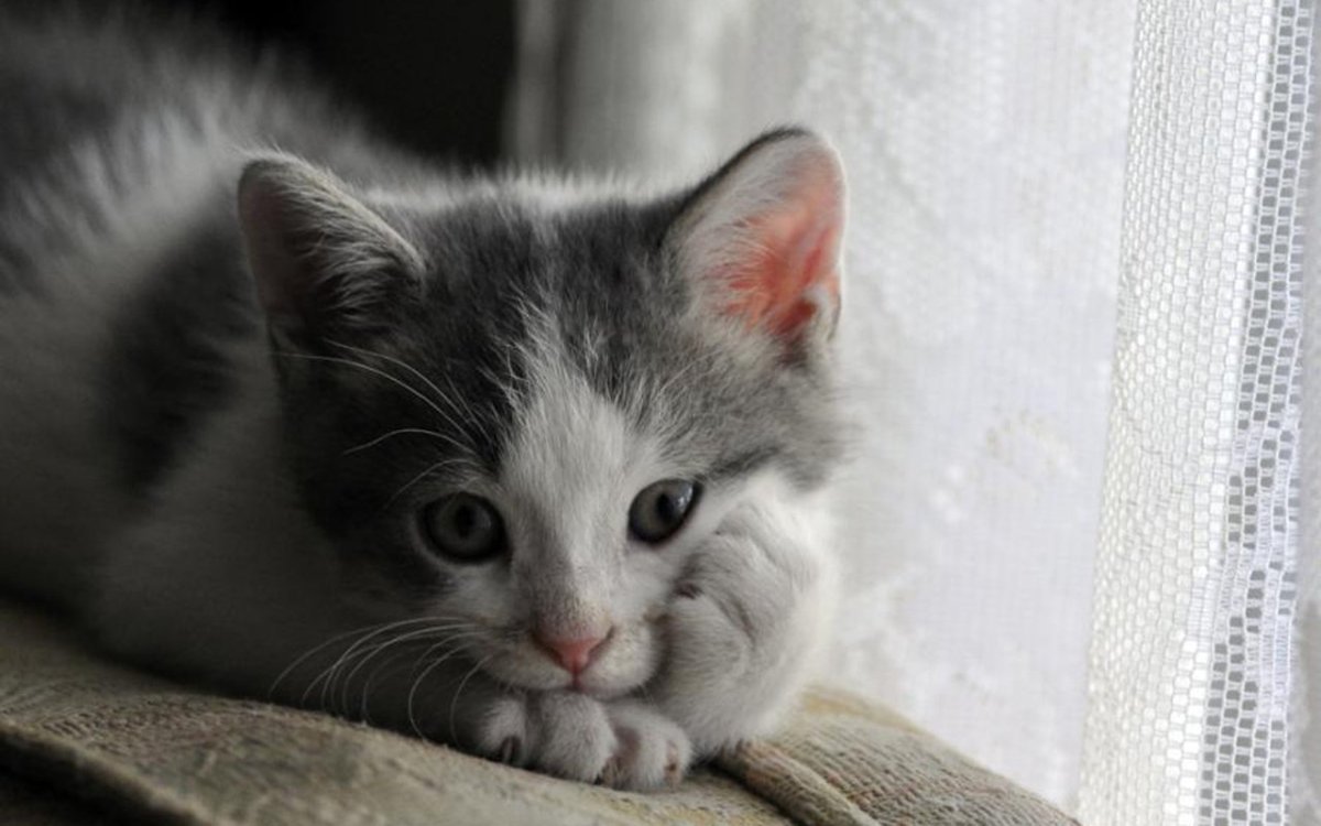 Коту скучно