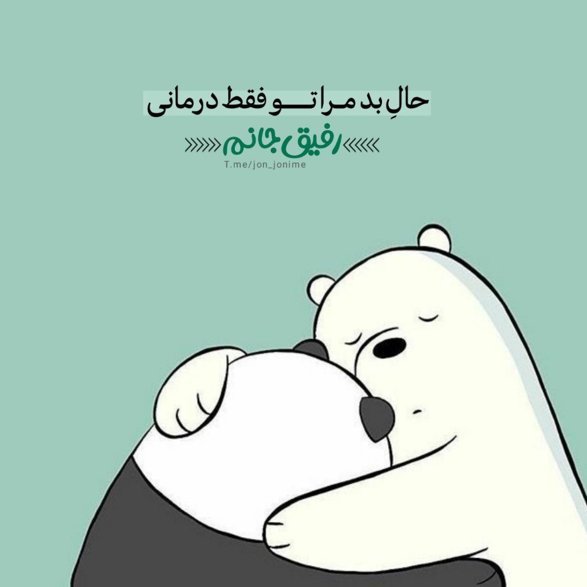 Вся правда о медведях обнимашки