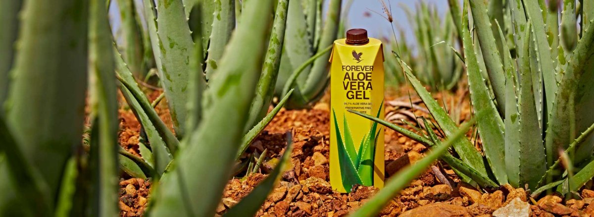 Алоэ Форевер плантация