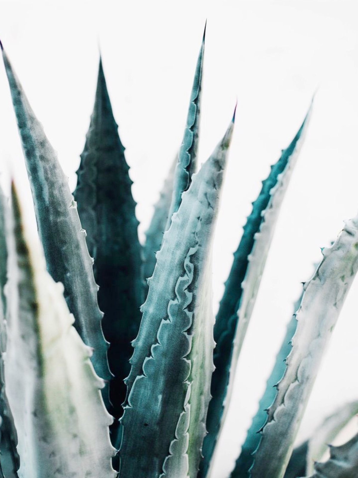 Гель алоэ Вера ЛР