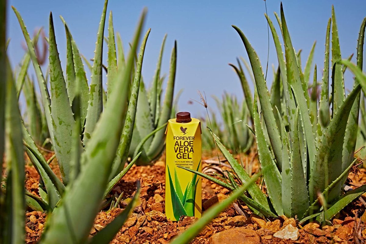 Алоэ Форевер плантация