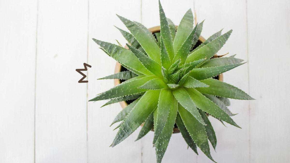 Алоэ Вера ЛР растение