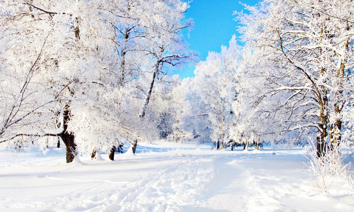 Зимний лес аллея