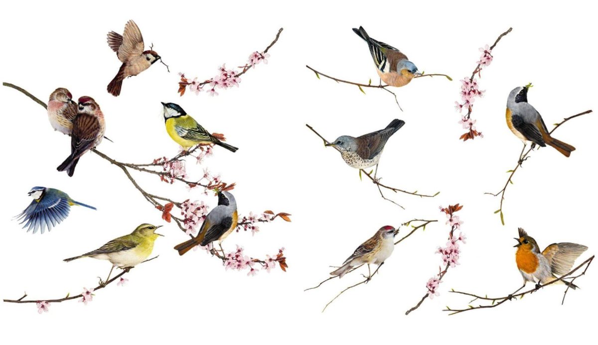 Японская белоглазка