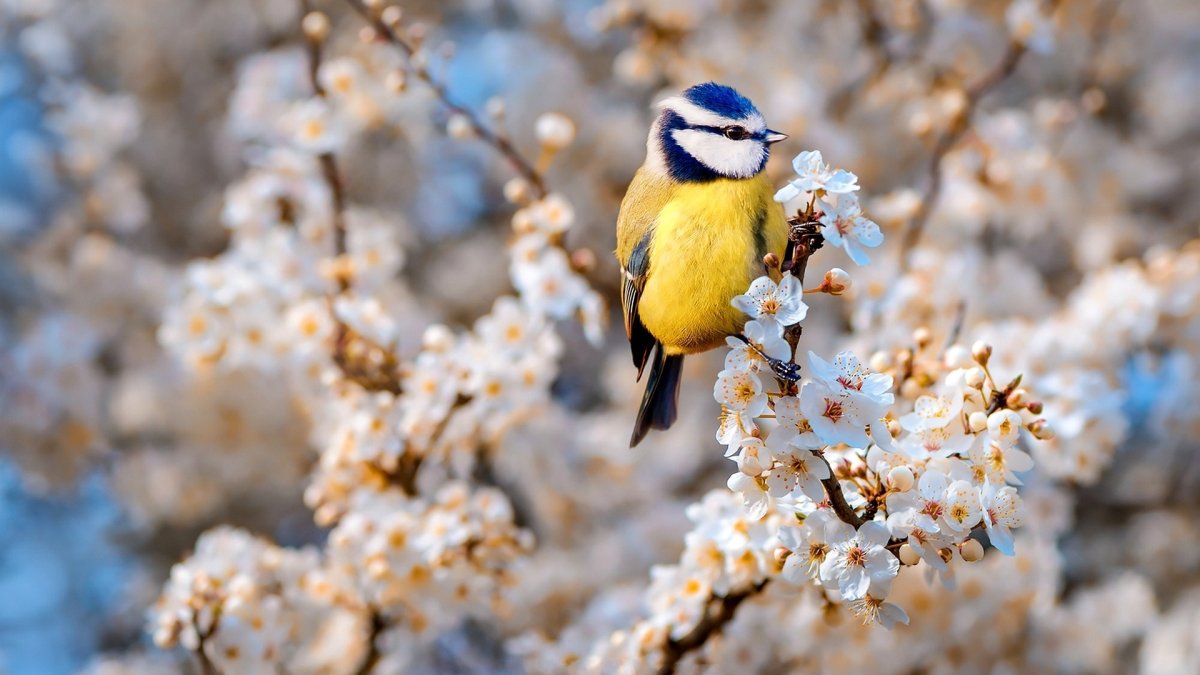 Птицы весной