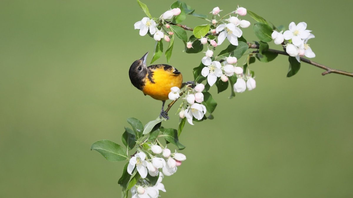 Красивые птицы обои