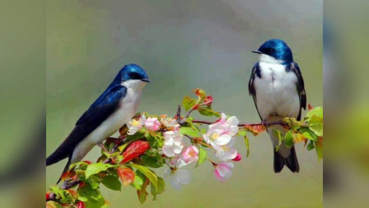 Птички в гнезде