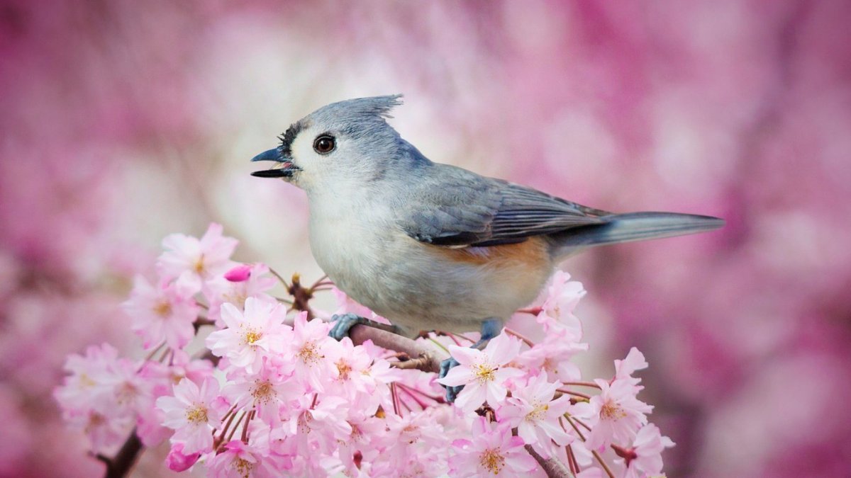 Птица на ветке