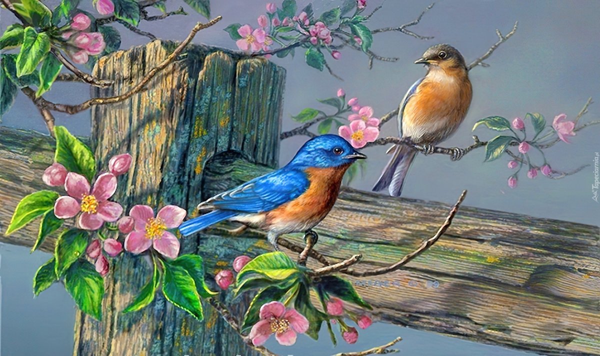 Красивые птички