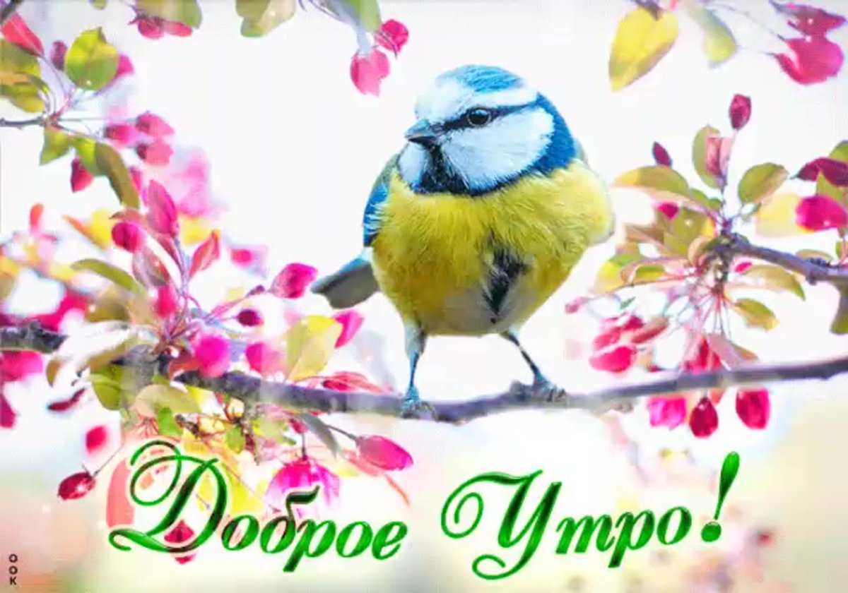 Свиристель гнездо