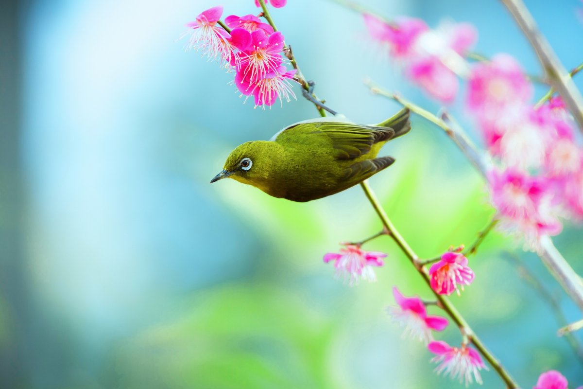 Птицы на ветке живые